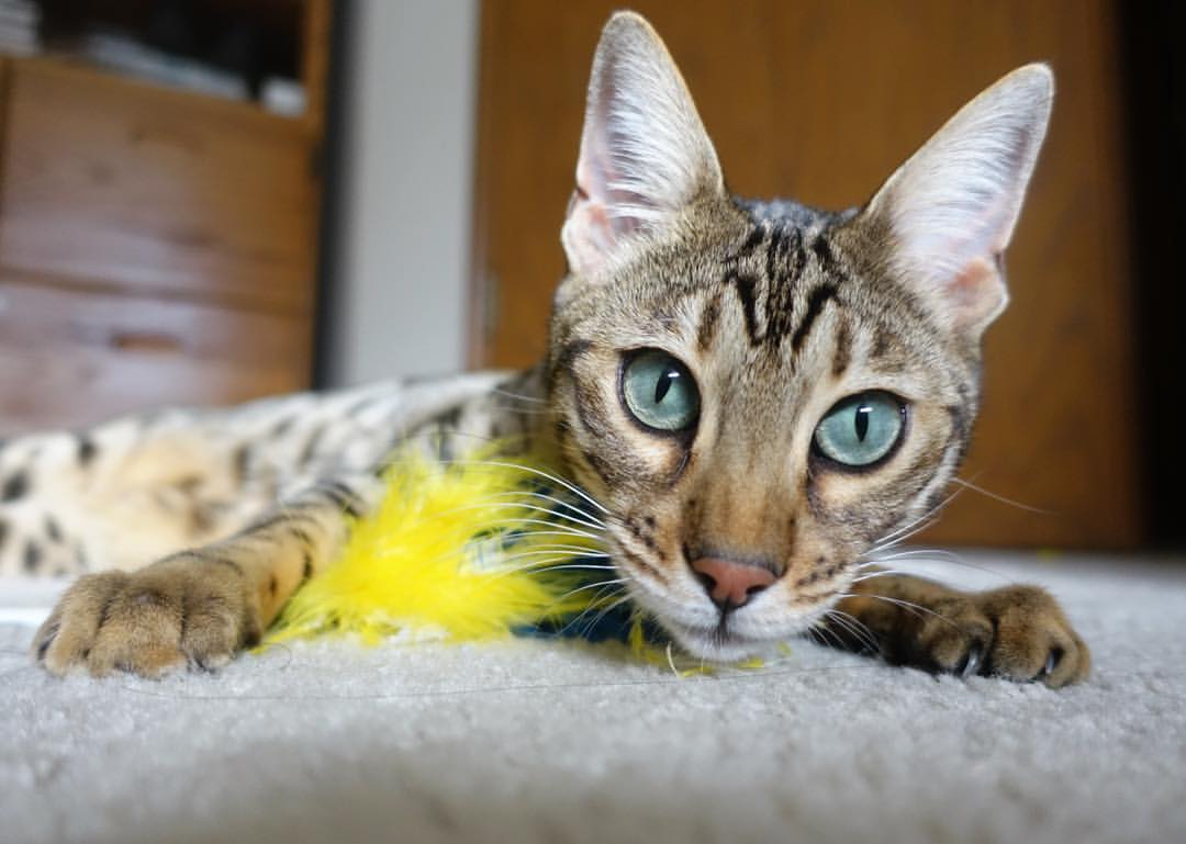 恩比德统治全场却成绝杀背景板，奇才压哨一击终结活塞连败梦